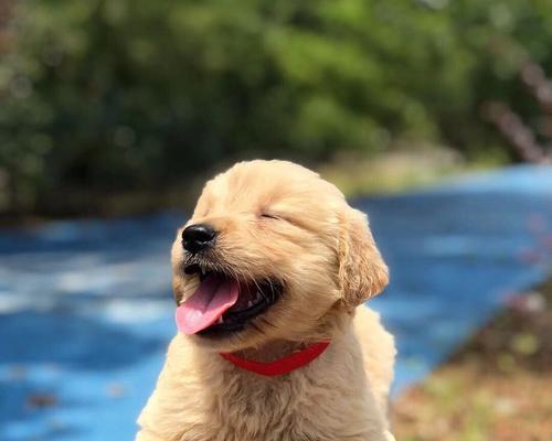 探秘小金毛肉垫的神奇色彩（揭开小金毛肉垫颜色背后的秘密） - 新生家伴