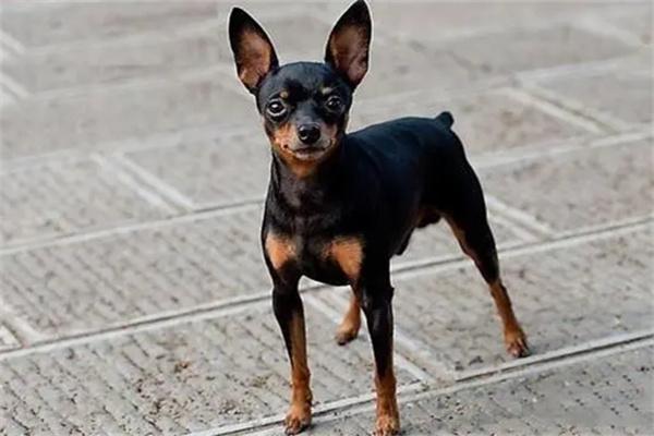 狗狗光吃不长肉怎么办？(图1)