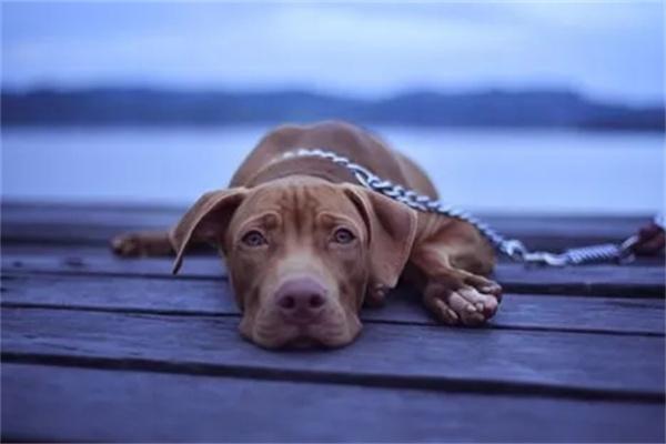 狗狗为什么会低血糖?(图1)