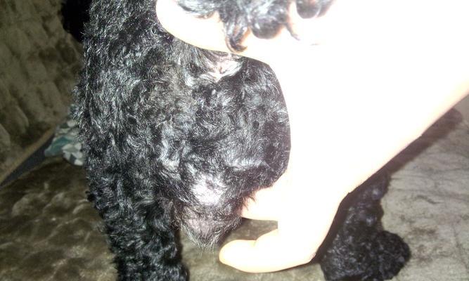 泰迪狗狗下面肿的处理方法（针对泰迪狗狗下面肿瘤问题的解决方案）(图2)