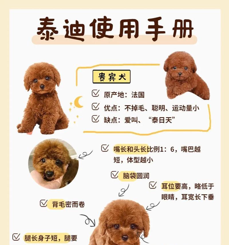 泰迪狗狗下面肿的处理方法（针对泰迪狗狗下面肿瘤问题的解决方案）(图3)