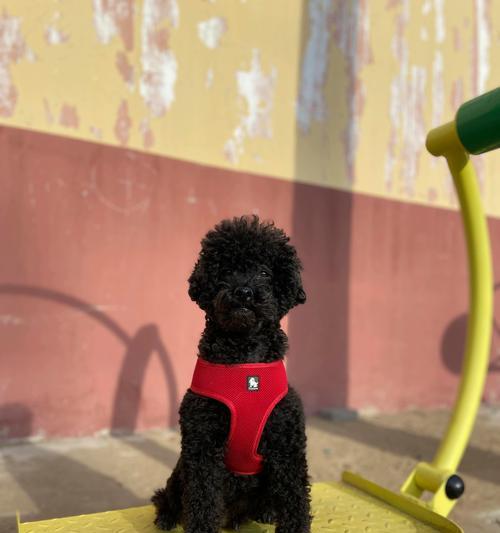 泰迪狗狗下面肿的处理方法（针对泰迪狗狗下面肿瘤问题的解决方案）(图1)