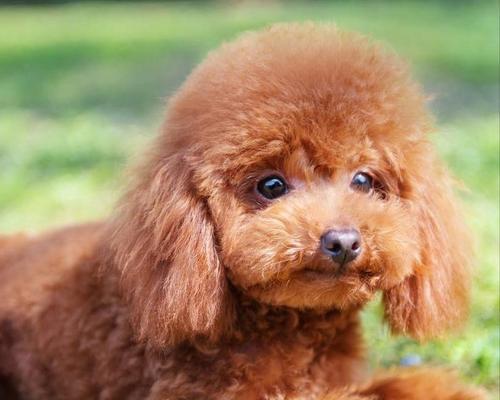 如何教你的泰迪狗拜拜（培养泰迪狗拜拜的简单方法）(图1)