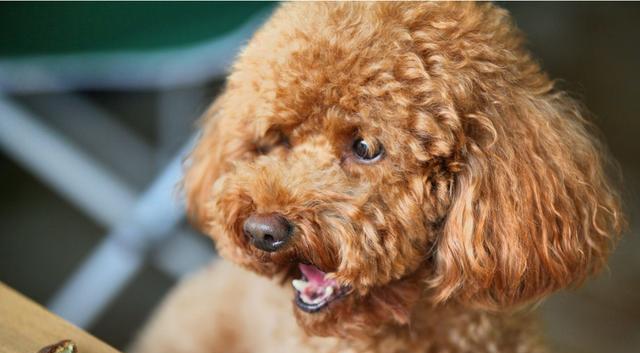 如何教你的泰迪狗拜拜（培养泰迪狗拜拜的简单方法）(图3)