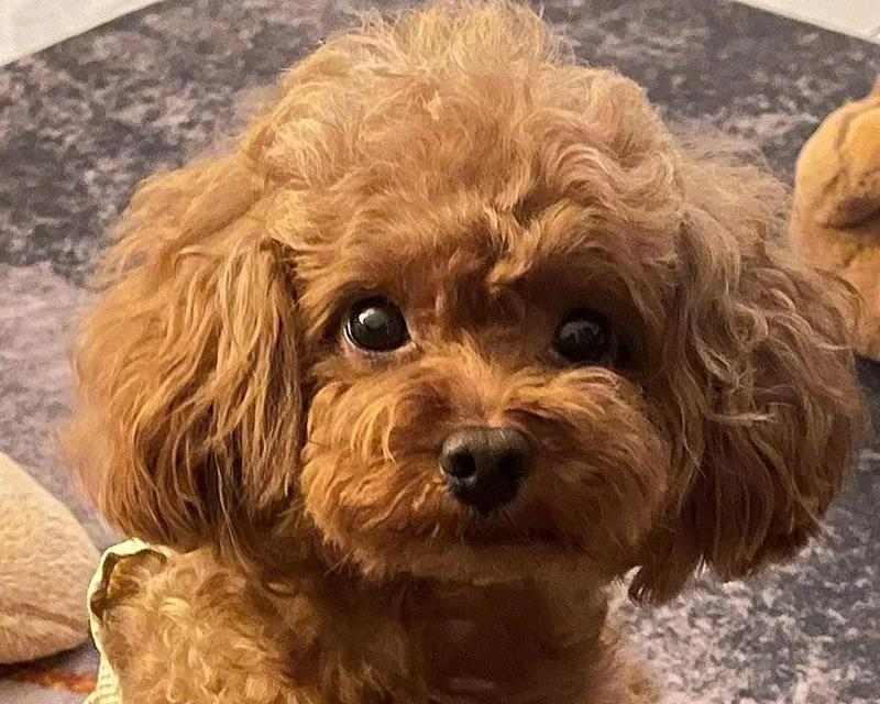 如何教你的泰迪狗拜拜（培养泰迪狗拜拜的简单方法）(图2)