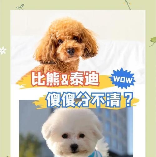 折耳猫的脾气性格解析（了解折耳猫的性格特点和行为习惯，成为它们的理解者）(图3)