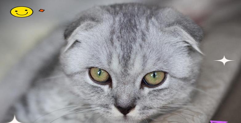 折耳猫的脾气性格解析（了解折耳猫的性格特点和行为习惯，成为它 - 新生家伴