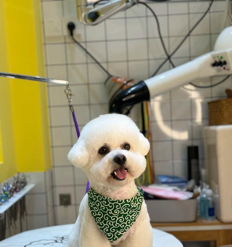 比熊胎毛修剪秘籍（如何修剪比熊胎毛，让它们保持可爱的外貌和健康的状态）(图2)