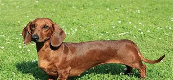 美国沃克猎犬（探索美国沃克猎犬的独特魅力与训练技巧）(图2)