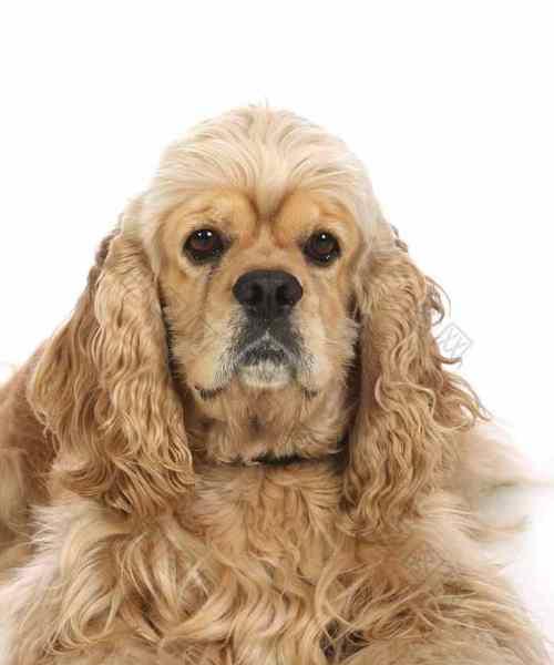 美国沃克猎犬（探索美国沃克猎犬的独特魅力与训练技巧）(图3)