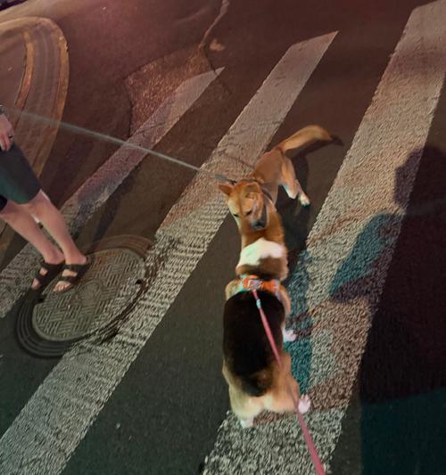 不遛狗的危害及对社区的影响（探讨狗主不遛狗对环境、健康和社交的负面影响及应对措施）(图2)