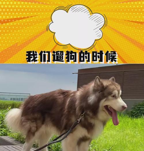 不遛狗的危害及对社区的影响（探讨狗主不遛狗对环境、健康和社交 - 新生家伴