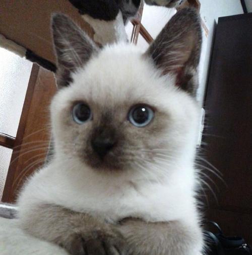 每只猫都有独特的气味（探索猫咪体香的奥秘）(图1)