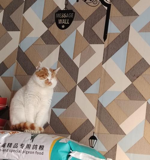 揭秘猫咪尾巴毛根部黄黄的秘密（探寻猫咪尾巴毛根部黄黄现象的原因和治疗方法）(图2)