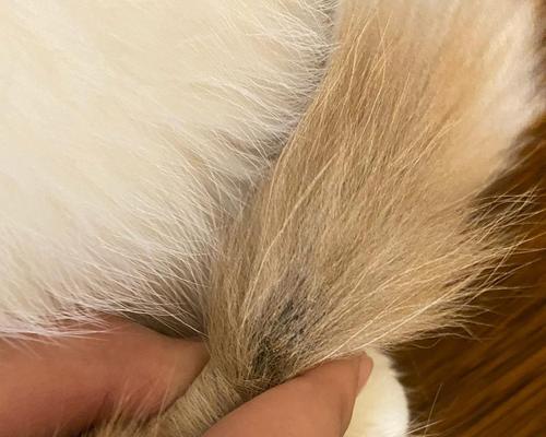 揭秘猫咪尾巴毛根部黄黄的秘密（探寻猫咪尾巴毛根部黄黄现象的原因和治疗方法）(图3)