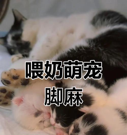 了解狗狗脚麻的原因和症状（探索狗狗脚麻的治疗和预防方法）(图1)