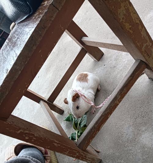 了解狗狗脚麻的原因和症状（探索狗狗脚麻的治疗和预防方法）(图2)