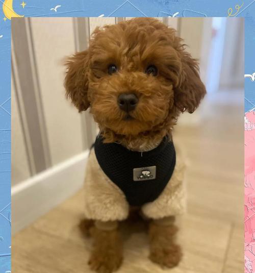 泰迪狗狗吃了葡萄会有什么后果？（葡萄中的毒素对泰迪狗狗的影响及应对方法）(图2)