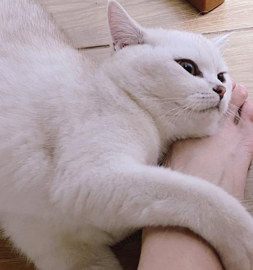 了解狗狗脚麻的原因和症状（探索狗狗脚麻的治疗和预防方法）(图3)