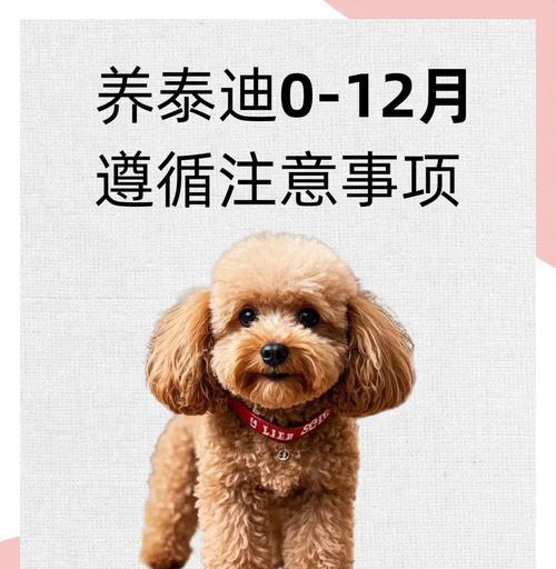 泰迪狗狗吃了葡萄会有什么后果？（葡萄中的毒素对泰迪狗狗的影响及应对方法）(图3)