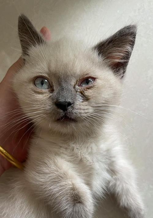 猫鼻子破了能自愈吗？（探究猫咪鼻子的自愈能力及相应护理方法）(图2)