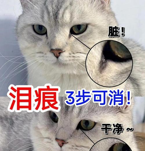 猫鼻子破了能自愈吗？（探究猫咪鼻子的自愈能力及相应护理方法）(图3)