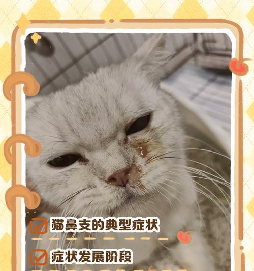 猫鼻子破了能自愈吗？（探究猫咪鼻子的自愈能力及相应护理方法） - 新生家伴