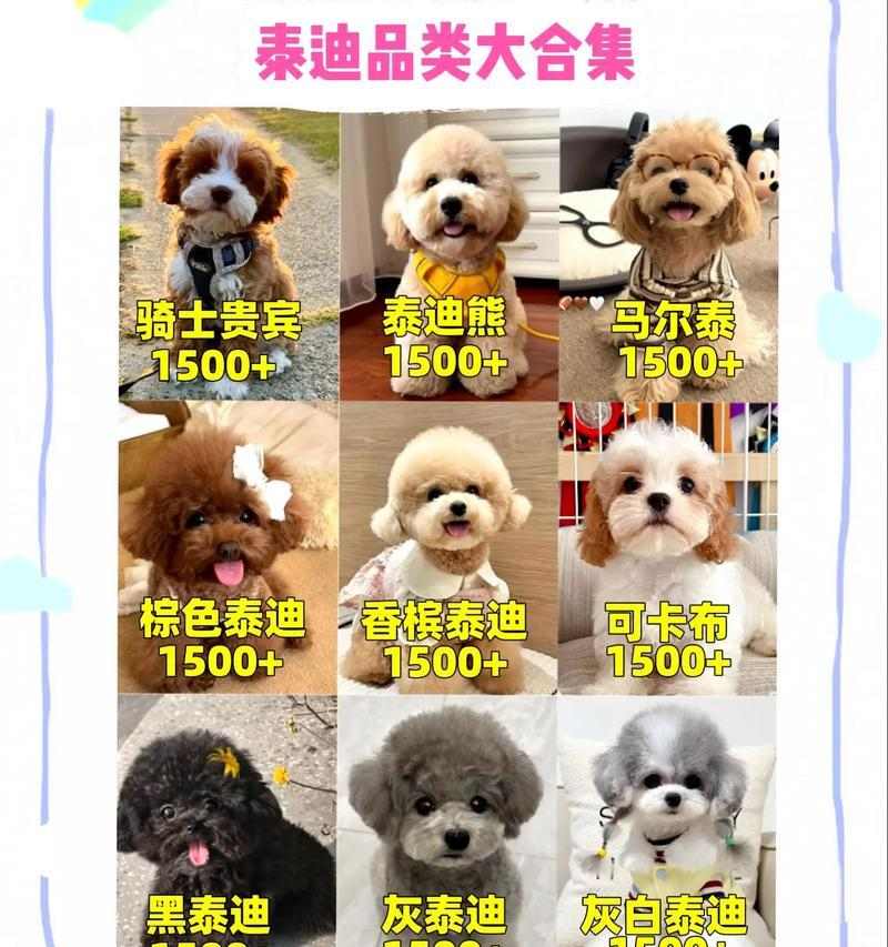 宠物养成指南（-泰迪幼犬喂养、科学饮食、营养需求）(图1)