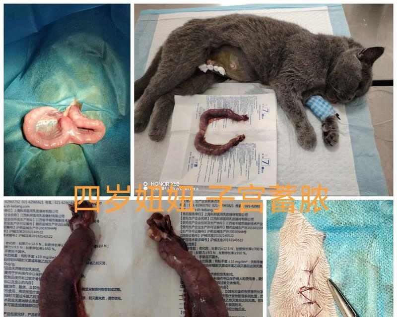 猫的子宫蓄脓（探究猫的子宫蓄脓对其生存的威胁，以及处理这一问题的关键方法）(图2)