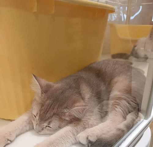 人不在家，猫是否需要关在笼子里？（猫咪的自由与安全如何平衡？ - 新生家伴