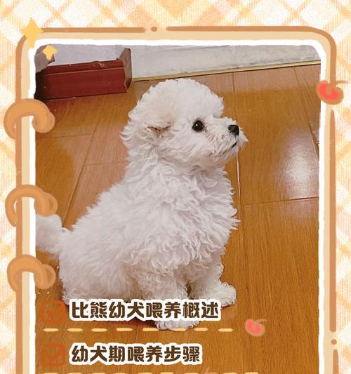 宠物养成指南（-泰迪幼犬喂养、科学饮食、营养需求）(图2)
