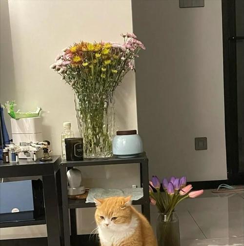 人不在家，猫是否需要关在笼子里？（猫咪的自由与安全如何平衡？）(图2)