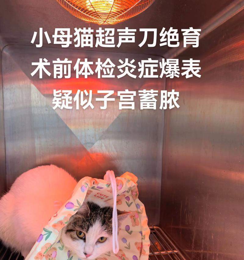 猫的子宫蓄脓（探究猫的子宫蓄脓对其生存的威胁，以及处理这一问题的关键方法）(图3)