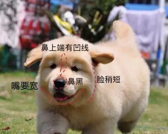 探秘小金毛的品相之美（从头到尾，仔细观察小金毛的外貌特征和品质）(图1)