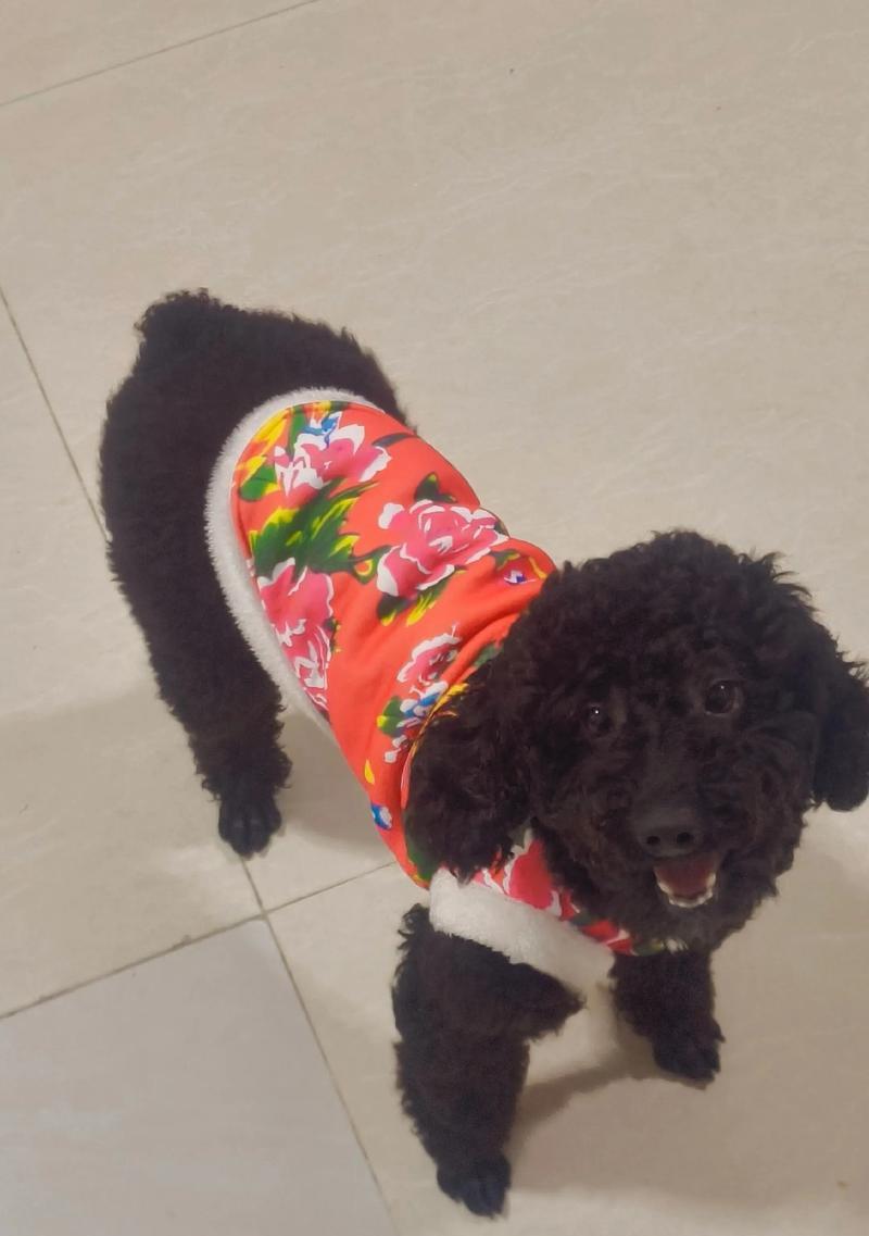 宠物养成指南（-泰迪幼犬喂养、科学饮食、营养需求）(图3)