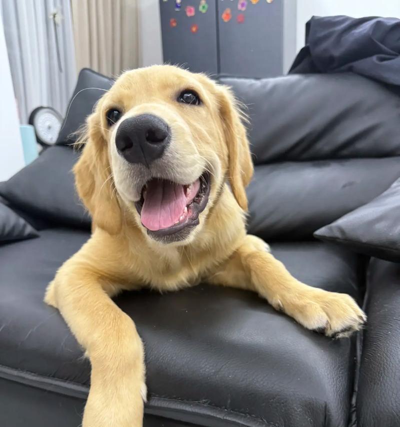 探秘小金毛的品相之美（从头到尾，仔细观察小金毛的外貌特征和品质）(图2)