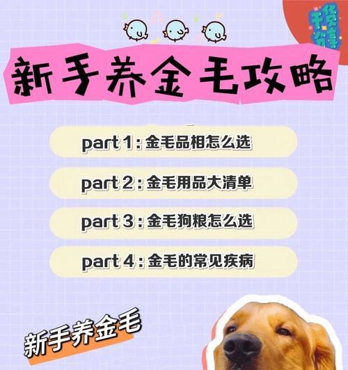 探秘小金毛的品相之美（从头到尾，仔细观察小金毛的外貌特征和品质）(图3)
