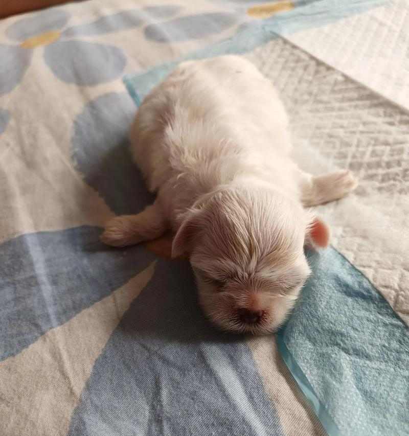 小奶狗的夜间安眠秘诀（如何让小奶狗晚上安心入眠）(图2)