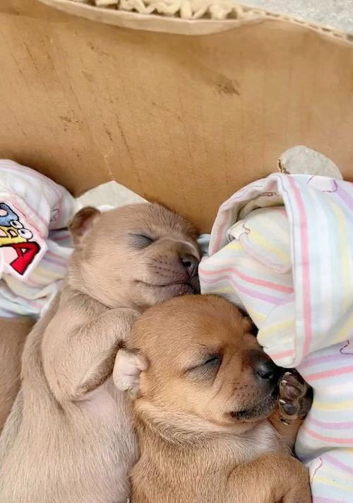 小奶狗的夜间安眠秘诀（如何让小奶狗晚上安心入眠） - 新生家伴