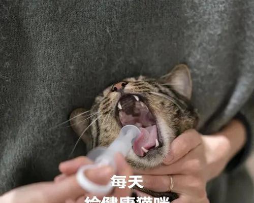 如何让猫喝更多的水？（提供适合猫咪的饮水环境和方式）(图3)