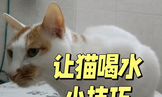 如何让猫喝更多的水？（提供适合猫咪的饮水环境和方式）(图2)