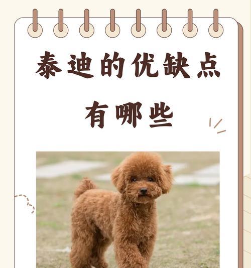 泰迪幼犬饮食常识（科学饮食如何助力泰迪幼犬健康成长）(图3)