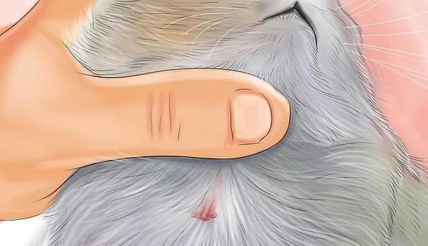 如何判断猫咪身上是否有跳蚤？（简单方法帮助铲屎官们发现猫咪跳蚤问题）(图2)