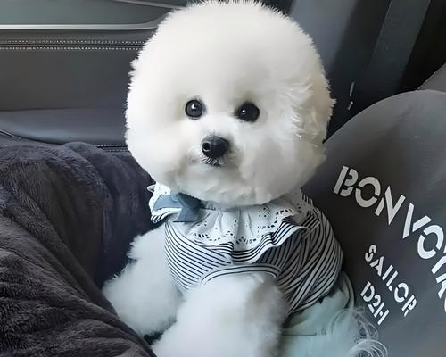 狗狗运动的重要性（科学合理的运动时间安排能让狗狗更健康快乐） - 新生家伴