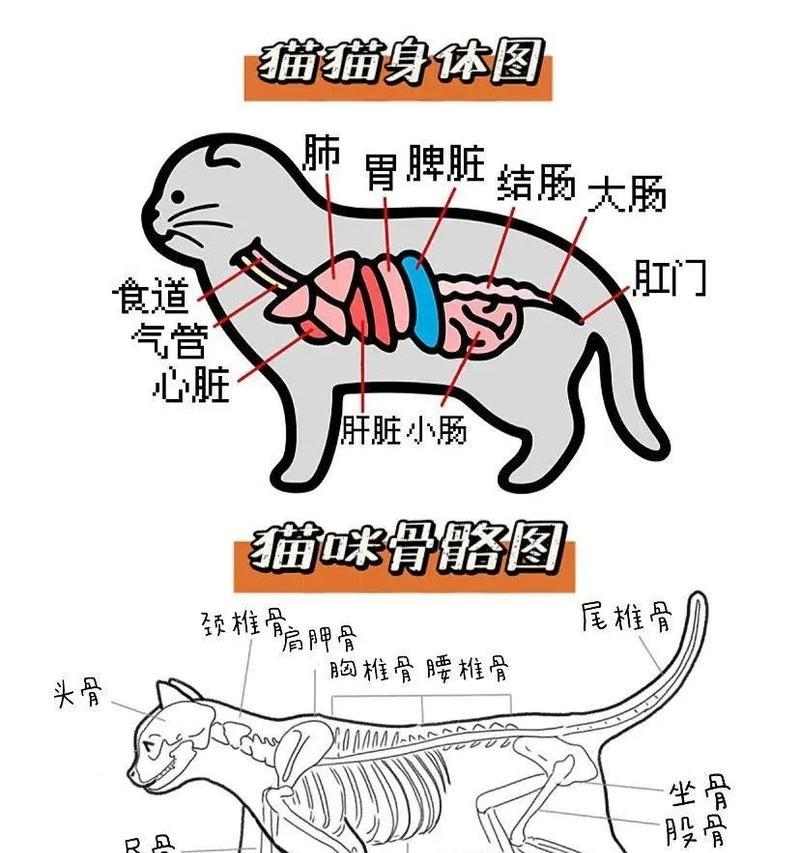 如何判断猫咪身上是否有跳蚤？（简单方法帮助铲屎官们发现猫咪跳蚤问题）(图1)