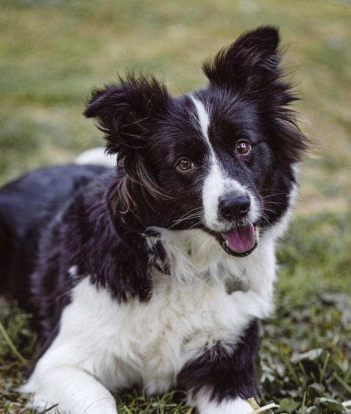 边牧毛发粗糙怎么办？解决方法大揭秘（拯救你的边牧宝贝，让其恢复柔顺光泽）(图3)
