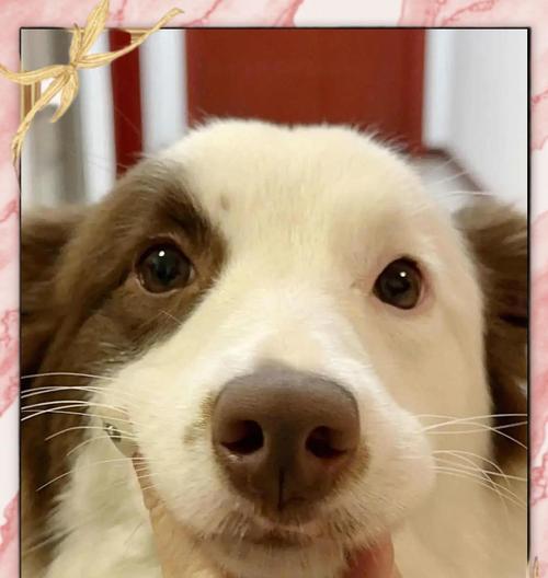 边牧毛发粗糙怎么办？解决方法大揭秘（拯救你的边牧宝贝，让其恢复柔顺光泽）(图2)