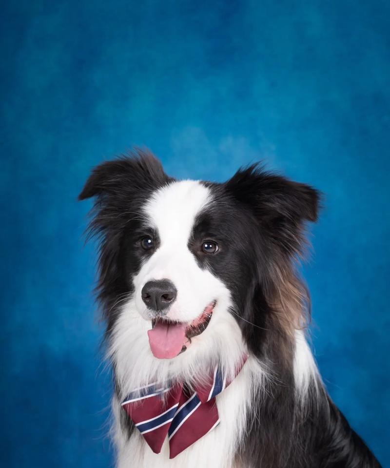 边牧毛发粗糙怎么办？解决方法大揭秘（拯救你的边牧宝贝，让其恢复柔顺光泽）(图1)