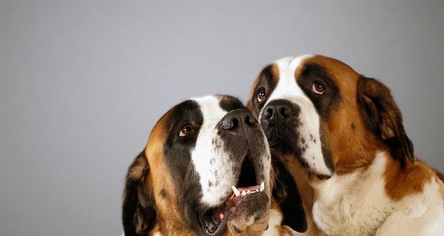 选择合适的宠物狗购买指南（如何选择适合自己的宠物狗，让它成为你的忠实伙伴）(图2)