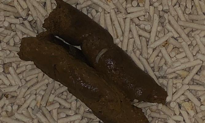 猫咪感染绦虫的原因及预防措施（了解猫咪感染绦虫的主要途径和如何保护它们的健康）(图3)